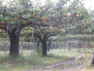 雨の梨畑